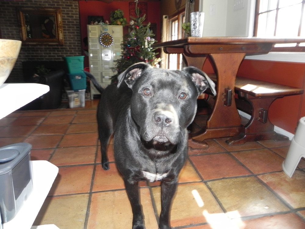 Bubba Looking Thoughtful
